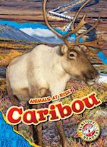 Caribou