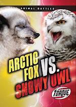 Arctic Fox vs. Snowy Owl
