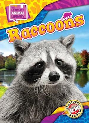 Raccoons