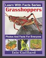 Grasshoppers Photos and Facts for Everyone: Animals in Nature 