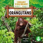 We Read about Orangutans