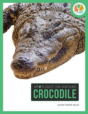 Crocodile