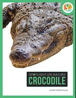 Crocodile