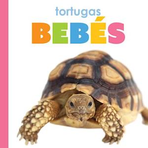 Tortugas Bebés