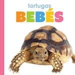 Tortugas Bebés