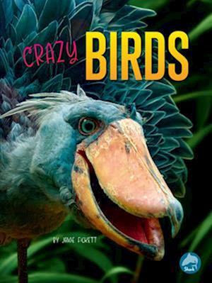 Crazy Birds