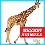 Biggest Animals