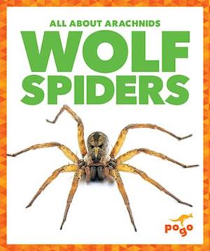 Wolf Spiders