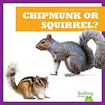 Chipmunk or Squirrel?