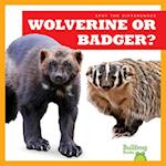 Wolverine or Badger?