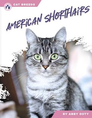 American Shorthairs