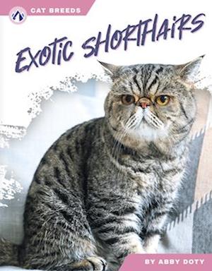 Exotic Shorthairs