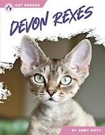 Devon Rexes