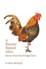 A Rooster Named Alice